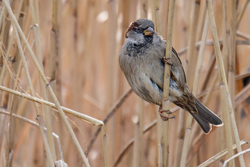 Spatz im Schilf