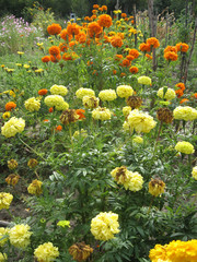 Yellow and orange marigold flower garden. Gardening of Ukraine.
