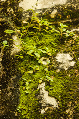 green moss on the wall