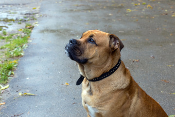 Obraz premium American Staffordshire Terrier. Close up portrait.