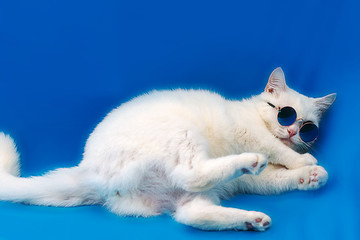 white cat with glasses on blue background