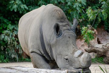 Fototapeta premium African rhino in captivity