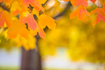 Naklejka na ściany i meble Abstract colourful autumn background
