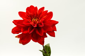 one red flower on white