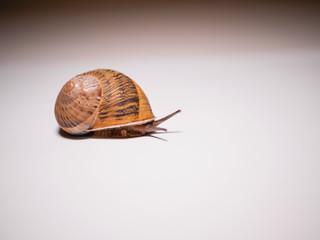 Isolated snail on white table