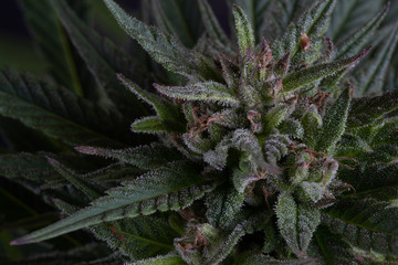 Close up macro shot of a marijuana cannabis flower in bloom