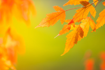 Abstract colourful autumn leaves