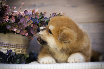Akita puppy on wooden background