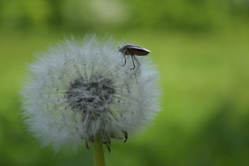 spring dandelion