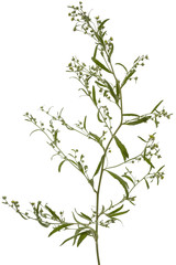Blooming twig wormwood, isolated on a white background