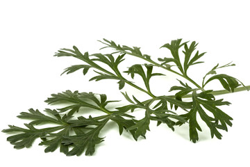 Fototapeta premium Branch of sagebrush, isolated on a white background