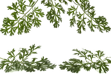 Herbal frame from branches of sagebrush ( absinthe, absinthium, absinthe wormwood, wormwood ) leaves, isolated on white background