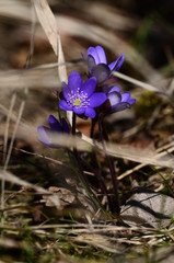 Leberbl&uuml;mchen im Gras