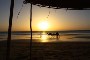 Camel Silhouette © Niklas