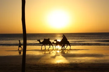 Camel Silhouette © Niklas
