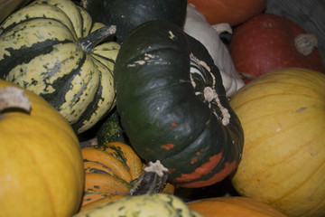 Pumpkin Pumpkin