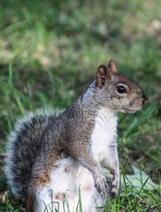 Squirrel in a park of Montréal, Canada