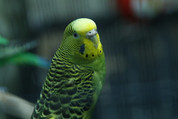Green parrot in the cage . Budgie . Parakeets . Green wavy parrot sits in a cage . Rosy Faced Lovebird parrot in a cage . birds inseparable .Budgerigar on the cage. 