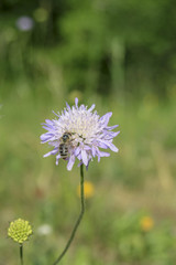 Biene bei der Narhungsaufnahme