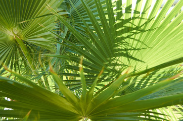 Plakat green leaves of palm