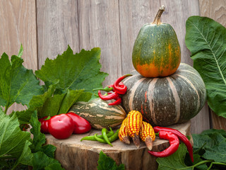 Multicolored pumpkins corn red and green peppers on a background of wood and leaves. Rustic autumn still life Thanksgiving day.