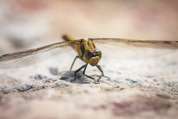 dragonfly sit on rock