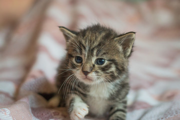 Very beautiful and cute gray colored kitten. Shallow depth of field.