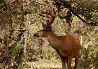 Fototapeta premium Mule Deer