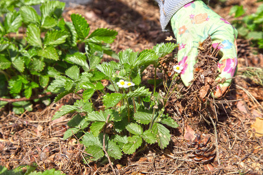 A gardener harbors strawberry mulch from dry grass, organic farming. Growing plants in a garden.