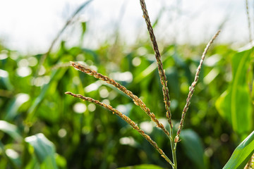 Close up of a corn field with shallow depth of field 	