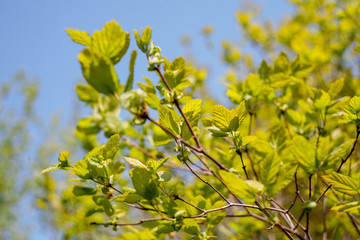 branch of a tree