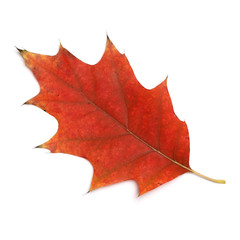 red autumn oak leaf on white background