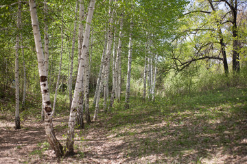 path in the forest