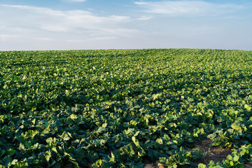 Fototapeta na wymiar Cabbage field with blue skies
