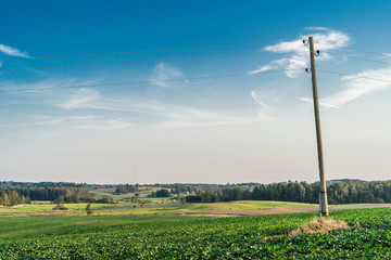 Fototapeta na wymiar Cabbage field with blue skies and electricity pole