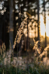 Pine tree forest at golden hour