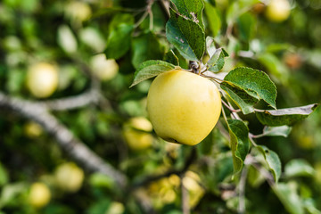 Close up of apple tree with shallow depth of field