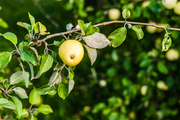 Close up of apple tree with shallow depth of field