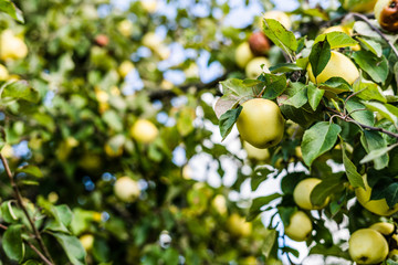 Close up of apple tree with blue skies and clouds with shallow depth of field