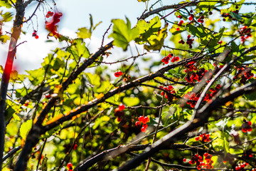 Close up of currant bush with blue skies and clouds with shallow depth of field