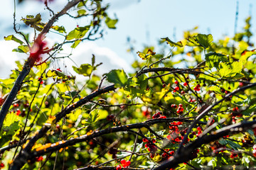 Close up of currant bush with blue skies and clouds with shallow depth of field