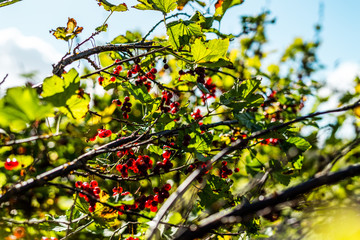 Close up of currant bush with blue skies and clouds with shallow depth of field