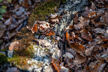 Autumn leaves lie snugly around a fallen tree.