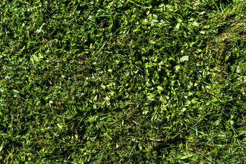 Close up of cutout grass with shallow depth of field