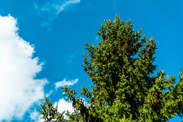 Close up of spruce tree with blue skies and clouds with shallow depth of field
