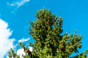 Close up of spruce tree with blue skies and clouds with shallow depth of field