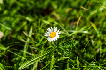 Close up of daisy with cutout grass with shallow depth of field