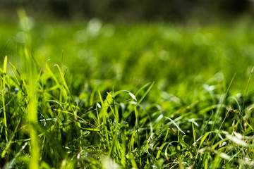 Close up of cutout grass with shallow depth of field