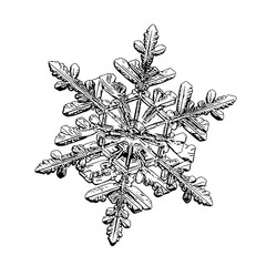 Snowflake isolated on white background. This illustration based on macro photo of real snow crystal: small stellar dendrite with good hexagonal symmetry, elegant shape and six thin, long arms.