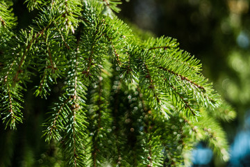 Close up of spruce tree with shallow depth of field